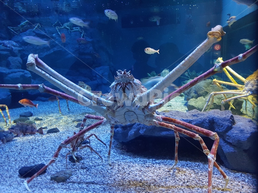 물고기,수조,바다,아쿠아리움,킹크랩,게,물,동물,어류
