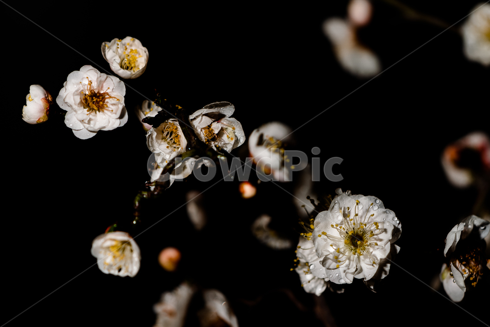 꽃,flower,flow,봄꽃,flowerphotography,식물,자연,plants,nature,꽃,flower