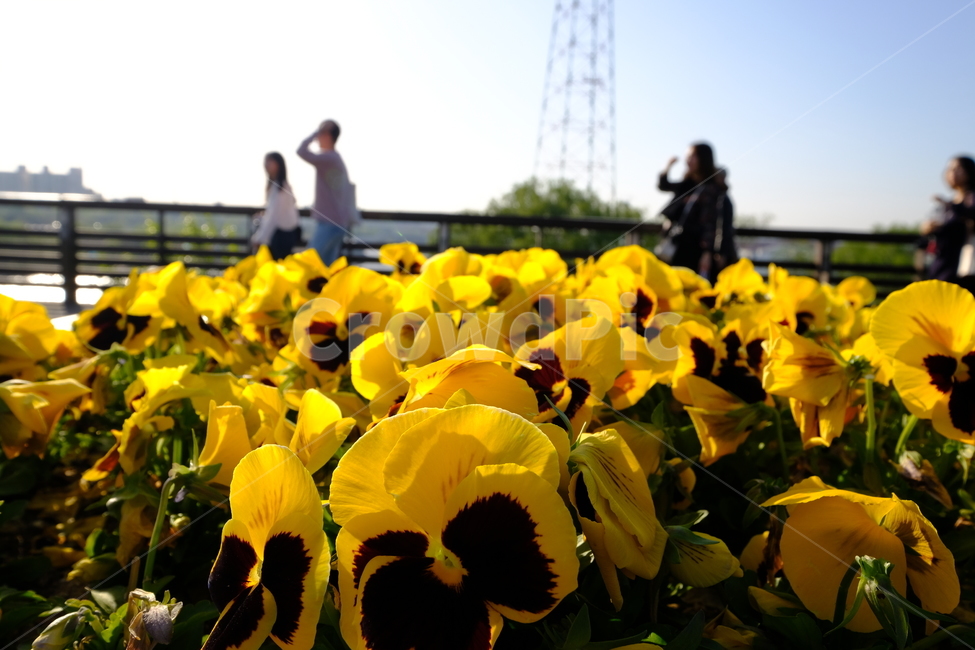 봄,꽃,spring,풍경,봄풍경,인물아웃포커싱,landscape,flower,무보정,노란꽃,노란색,식물,자연,plants,nature,꽃,flower