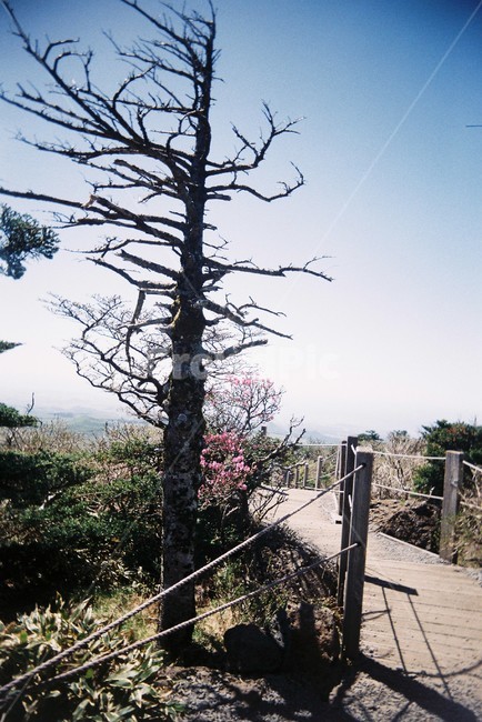 제주,제주도,한라산,윗세오름,오름,필름카메라,산,등산,산책,필름사진,film,mountain,jeju,jejudo,나무,한그루,등산로,식물,자연,plants,nature,나무,trees,wood