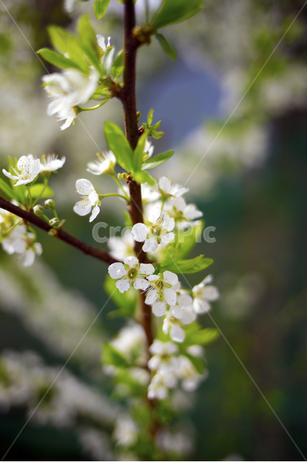 봄,꽃,봄날,초록,spring,식물,봄,계절,spring,season,식물,자연,plants,nature,꽃,flower,plant