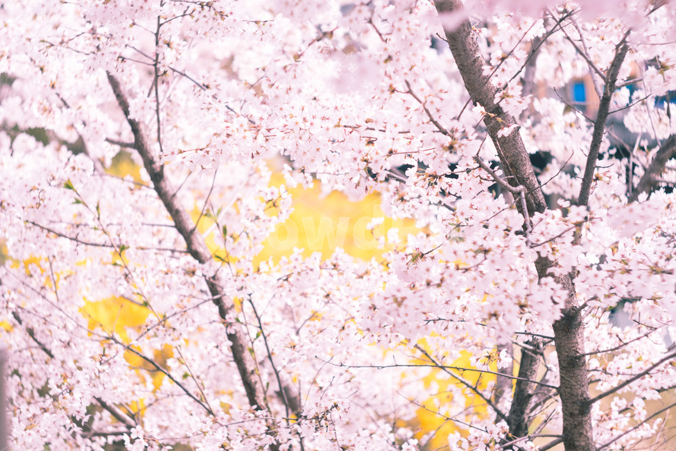 봄,벚꽃,개나리,꽃놀이,봄꽃,봄,계절,spring,season,식물,자연,plants,nature,꽃,flower,색깔,색상,색채,색감,color sense,color sensitivity,feeling of color,plant,blossom,cherry blossom
