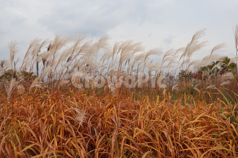 갈대,가을,억새,풍경,하늘공원,가을,계절,fall,autumn,season,자연,풍경,nature,landscape,grass,잔디,plant,식물,lawn,reed