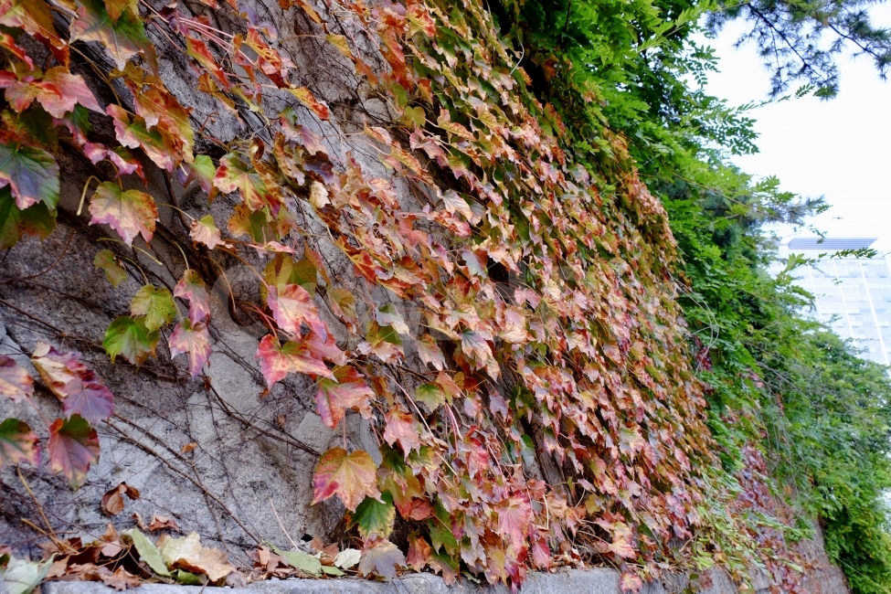 자연,가을,담쟁이,담벼락,식물,동식물,가을풍경,식물,자연,plants,nature,가을,계절,fall,autumn,season,leaf,잎,plant