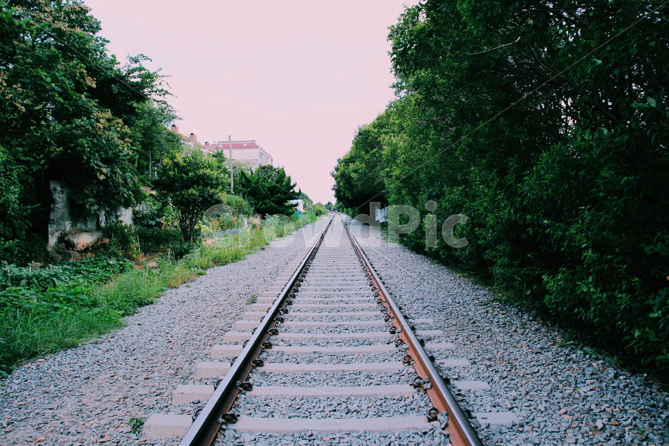 철길,흐린날,기찻길,나무,숲,train,tree,자연,교통,교통수단,traffic,transportation