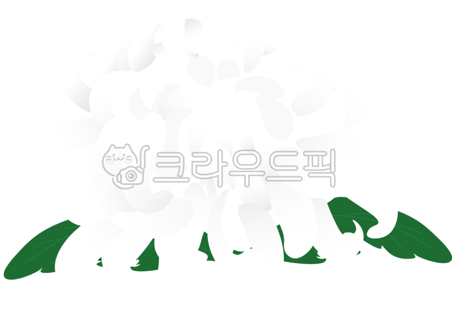 국화,흰국화,흰꽃,꽃,장례꽃