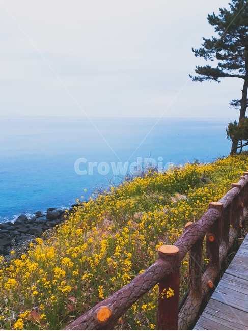 sea,beach,바다,바닷가,rapeflower,유채꽃,flower,꽃,banister,난간,weather,날씨,sky,하늘,nature,자연,자연,풍경,nature,landscape,handrail,railing