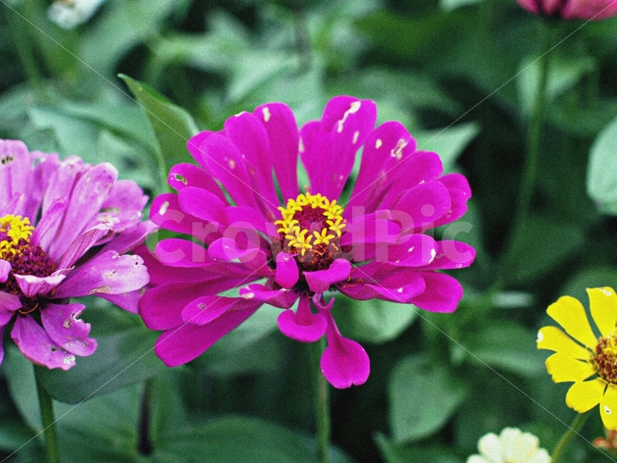 꽃,보라색,여름,감성,여의도,식물,자연,plants,nature,꽃,flower