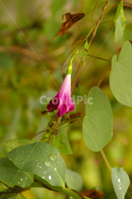 초록,잎,잎사귀,plant,식물,blossom,flower,꽃,geranium,제라늄
