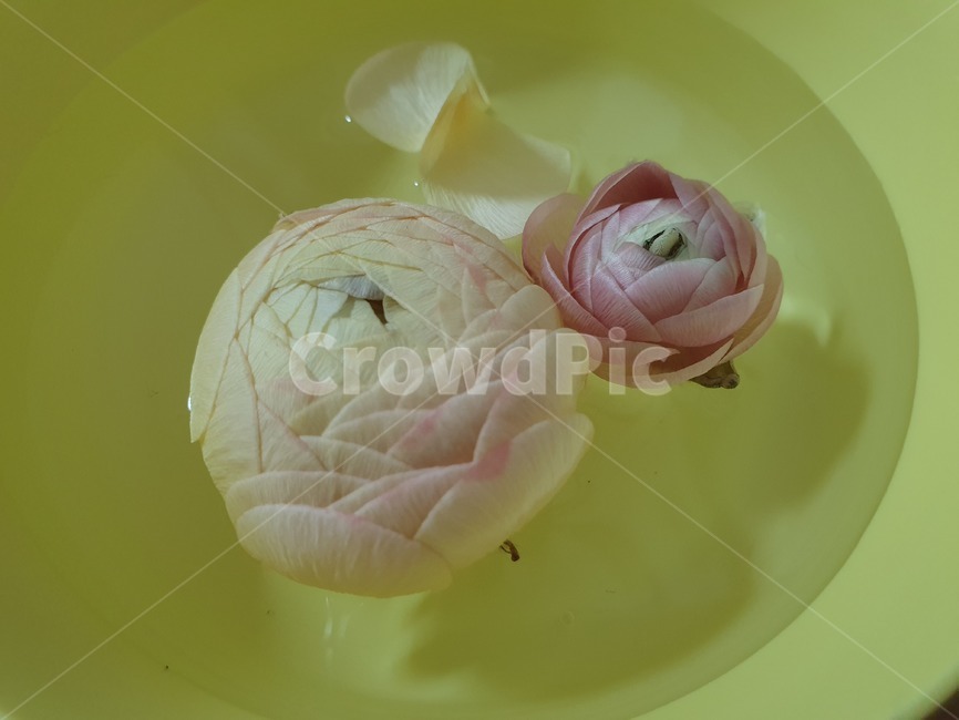 꽃,그릇,꽃봉오리,꽃잎,식물