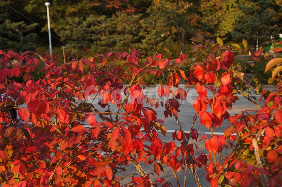 빨간단풍,화살나무,가을,울타리식물,낙엽,관목,귀전우,단풍놀이,가을,계절,fall,autumn,season,plant,식물,leaf,잎,tree,나무,maple,단풍