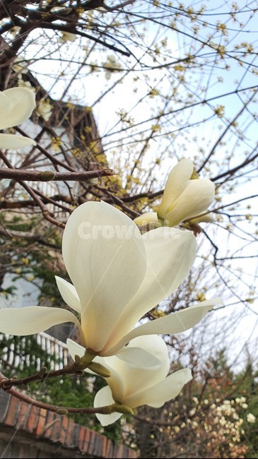 봄,꽃,식물,plant,spring,목련,하늘,sky,식물,자연,plants,nature,꽃,flower