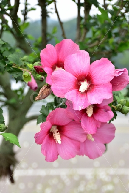 무궁화,핑크무궁화,함양,꽃,d5500,식물,자연,plants,nature,꽃,flower