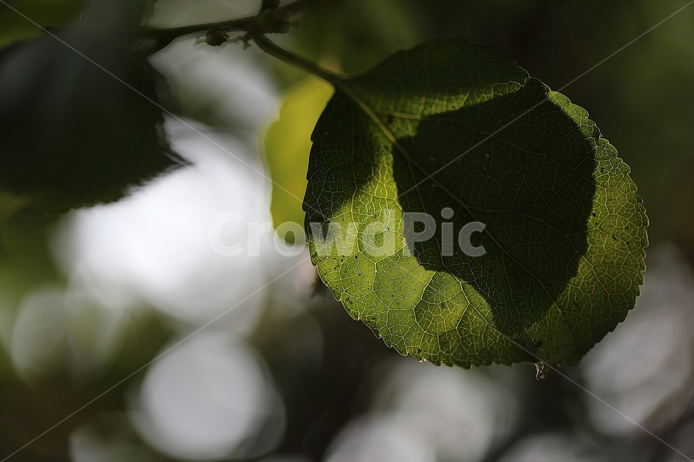 식물,그림자,나뭇잎,햇살,아침,식물,자연,plants,nature