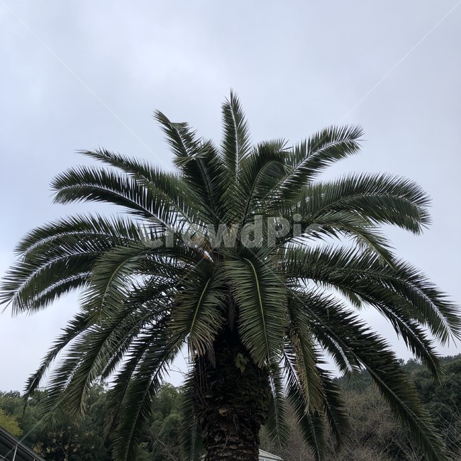 palmtree,야자수,plant,식물,나무,arecaceae,tree