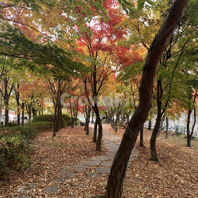 단풍나무,단풍,가을,낙옆,tree,나무