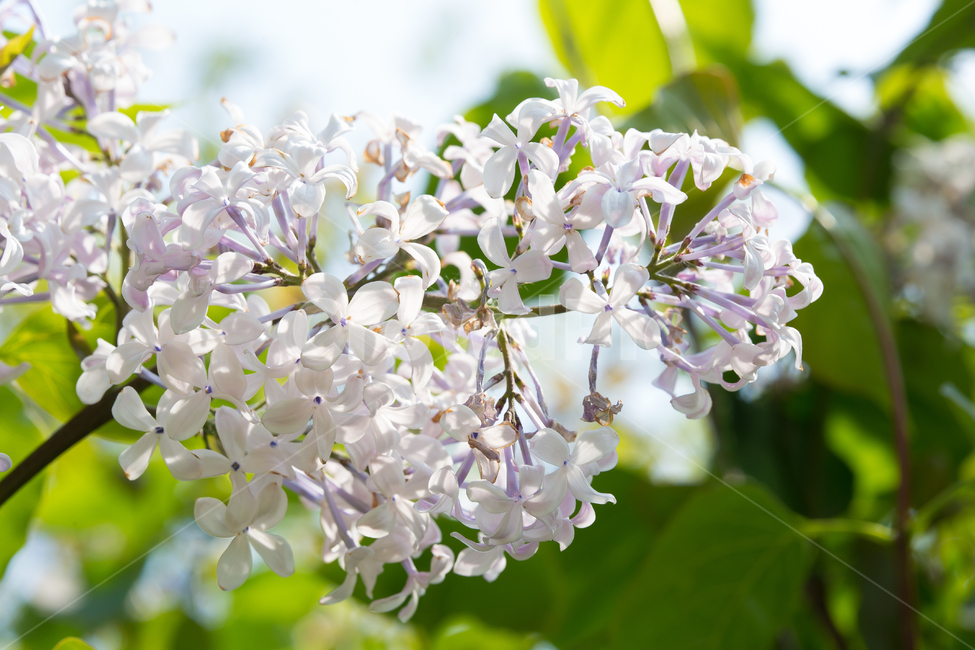 봄꽃,봄,싱그러운,아침,청아함,봄,계절,spring,season,식물,자연,plants,nature,꽃,flower,휴식,힐링,rest,relaxation,healing,plant,blossom