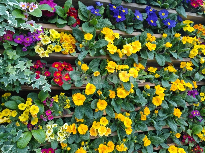 꽃,정원,화려한,다채로운,아름다운,자연,식물,자연,plants,nature,꽃,flower