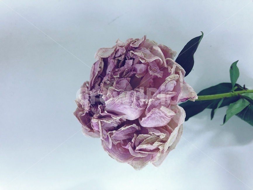 작약,꽃,드라이플라워,peony,flower,dryflower,plant,식물