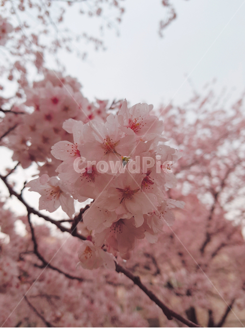 벚꽃,cherryblossom,진해,벚꽃축제,봄,꽃,flower,식물,plant,blossom,자연,식물,자연,plants,nature,꽃,flower,나무,trees,wood