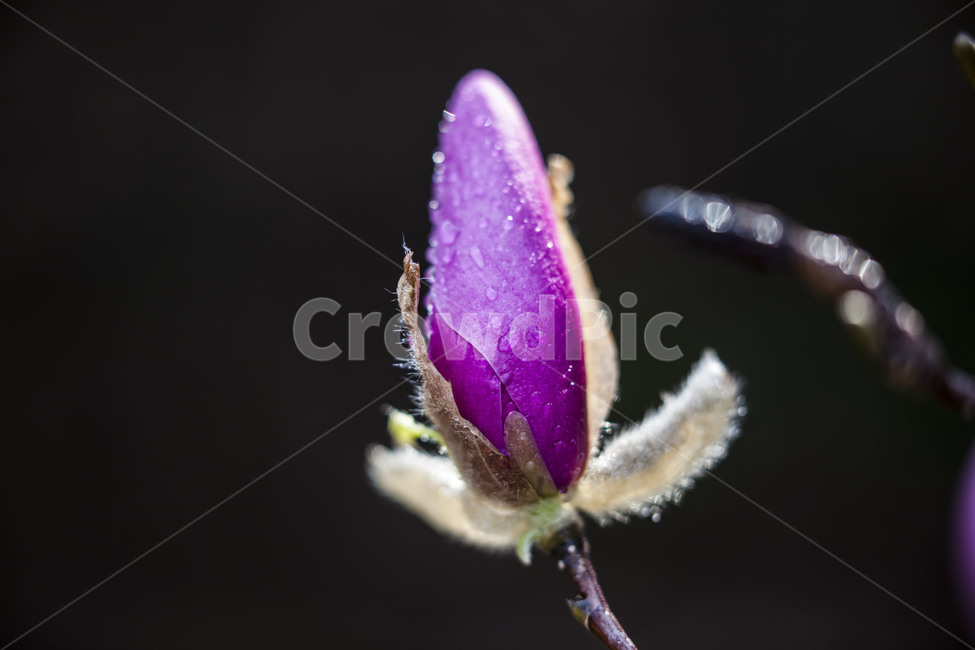봄,자연,꽃봉오리,생명,감성,봄,계절,spring,season,식물,자연,plants,nature,꽃,flower,animal,동물,invertebrate,무척추 동물,insect,곤충,plant
