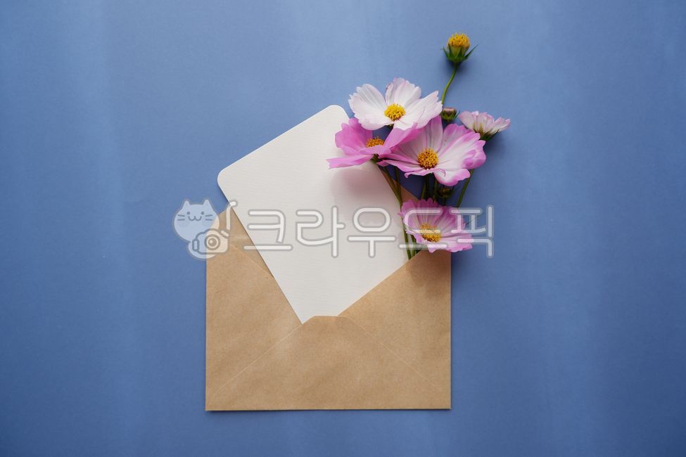 floral,pink,seasons,cosmos,Cosmos,flower,envelope,cosmos flower,petal,writing pad,blue,background,letter,fall flowers,autumn,Emotion,decoration,card