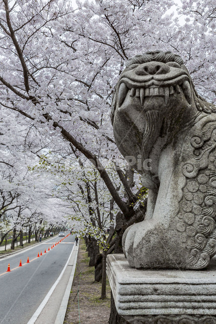 spring,stone statue,flowering,cherry blossom,full bloom,Haitai Award,flower