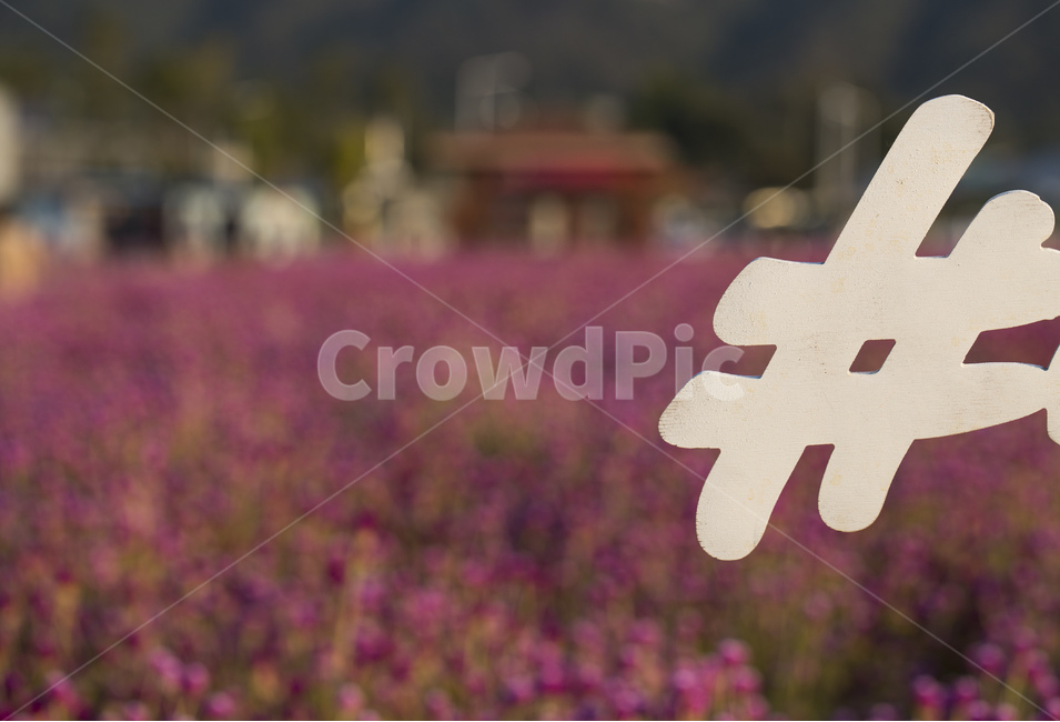 pink,shop,sunshine,backlight,flower garden,flower road,Field,Cheonilhong,sight,fall flowers,tag,park,hashtag,nature,flower Festival,flower,sunlight,Cheonnyeonhong,background,plant,Cheonilcho,purple,wild flowers