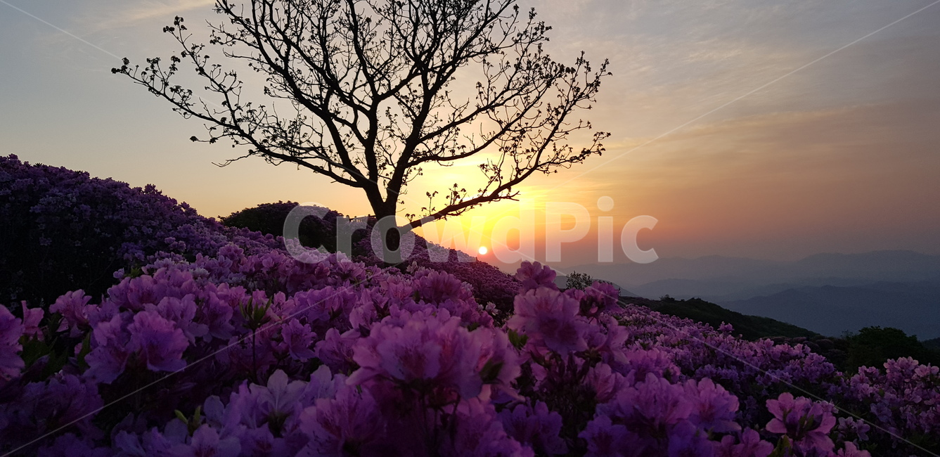 천주산,진달래,천주산진다래,천주산봄,나무,노을,봄,봄꽃,분홍꽃,꽃밭,앙상한가지