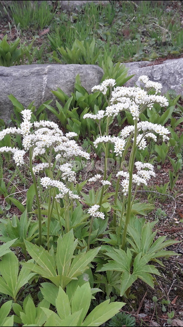 봄,푸른수목원,달단풍,흰색,바위,봄,계절,spring,season,식물,자연,plants,nature,꽃,flower,plant,blossom