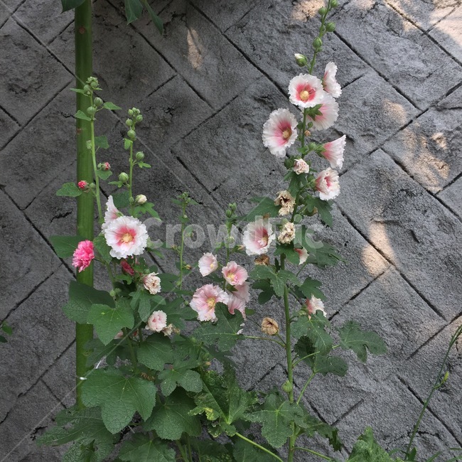 꽃,flower,접시꽃,평화,식물