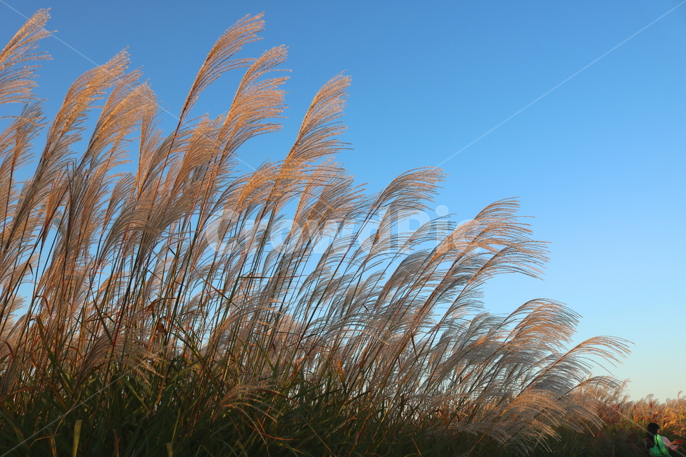 억새,억새풀,식물,자연,가을,벼과,가을,계절,fall,autumn,season,grass,잔디,plant,lawn,reed,갈대