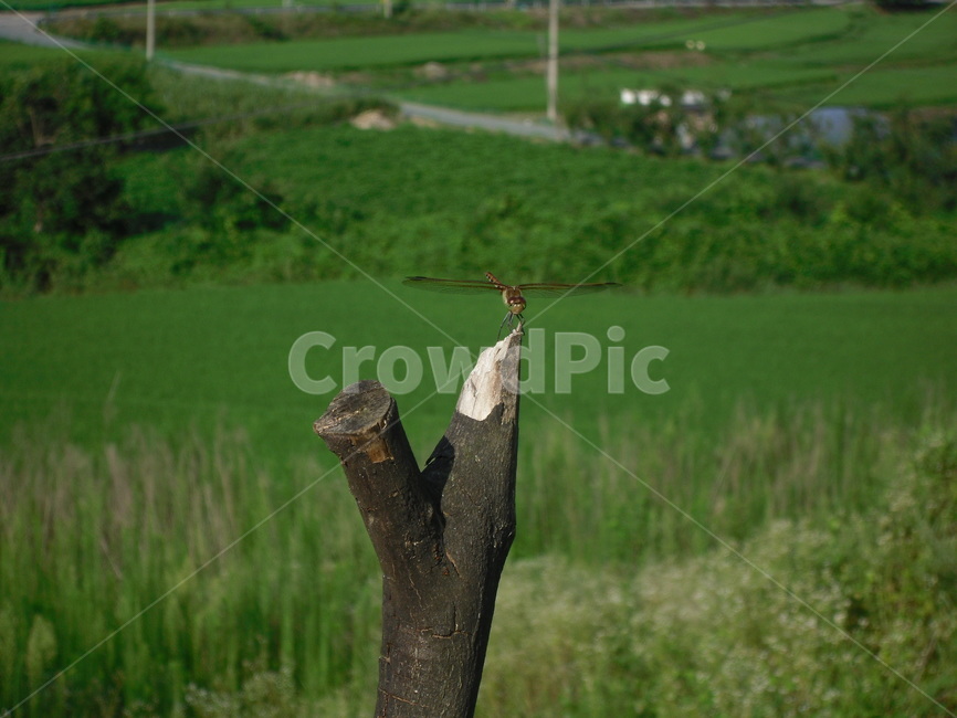 초록,여름,힐링,자연,풍경,nature,곤충,시골,country,rural,town,잠자리