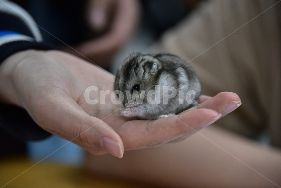 햄스터,동물,애완동물,포유류,펫,귀여움,귀여운,hamsters,mammals,pets,pet,cute,동물,animal,포유류,mammal
