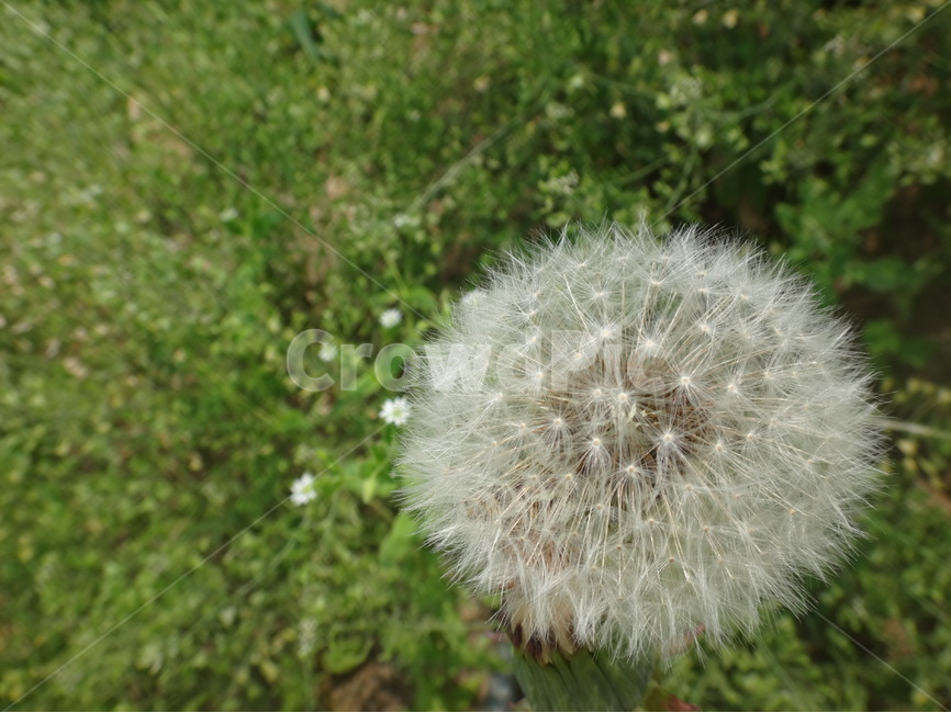 민들레,꽃,하얀색,꽃씨,접사,식물,자연,plants,nature