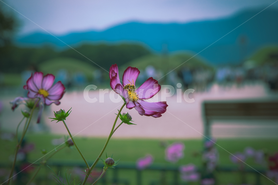코스모스,여름꽃,분홍꽃,벌,꿀벌,식물,자연,plants,nature,꽃,flower