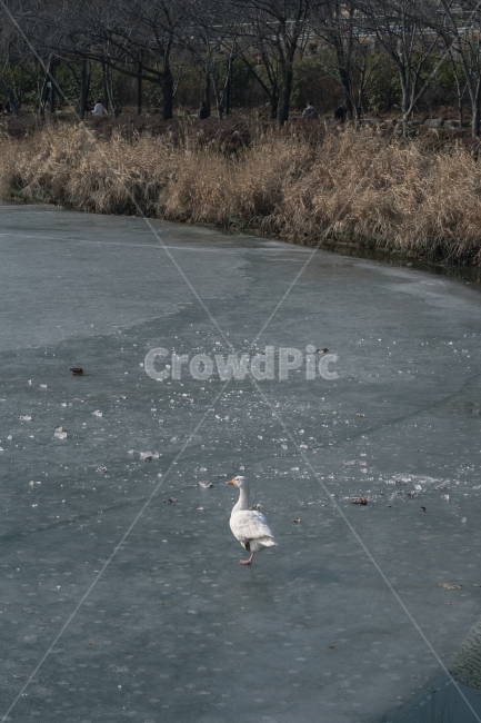 거위,빙판,호수,얼음,자연,공원,한파,새,겨울,계절,winter,season,동물,animal,조류,새,birds