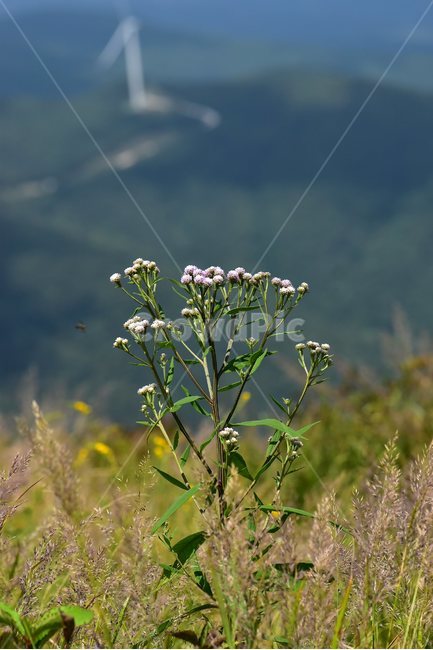 각시취,야생화,식물,자연,꽃,생태,힐링,플라워,wildflower,flower,plants,nature,season,감성,느낌,emotion,feeling,여름,초롱꽃목,국화과,취나물속,식물,자연,plants,nature,꽃,flower
