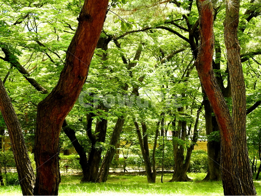 식물,나무,고목,들풀,풍경,자연,풍경,nature,landscape,식물,plants,나무,trees,wood,휴식,힐링,rest,relaxation,healing,tree,plant,tree trunk,나무 줄기
