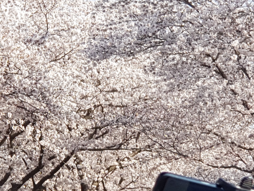 꽃,봄,자연,조화,풍경,벚꽃,봄,계절,spring,season,자연,풍경,nature,landscape,plant,식물,blossom,flower