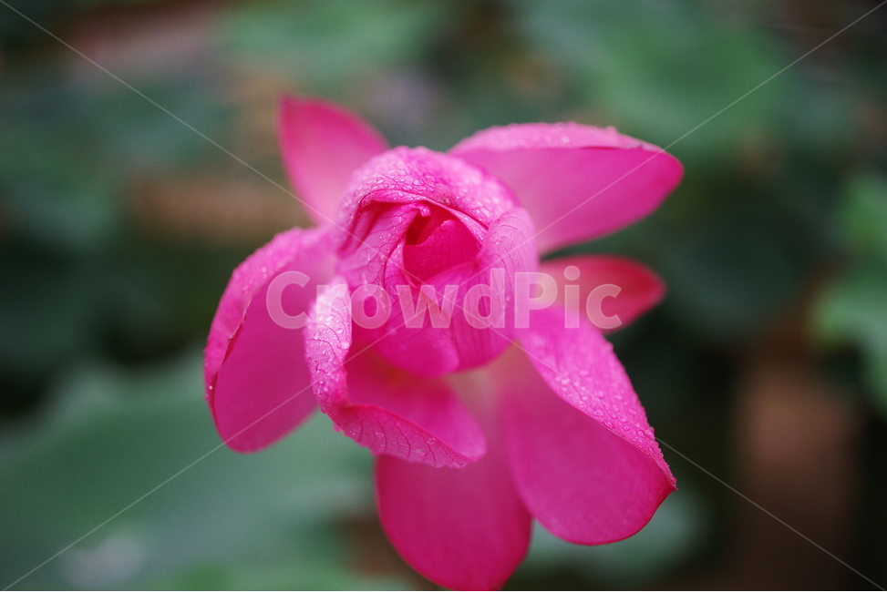 꽃,연꽃,초록,식물,꽃잎,꽃송이,자연,생명,감성,배경화면,바탕화면,lotus,leaf,petal,plant,beauty,beautiful,nature,natural,식물,자연,plants,nature,꽃,flower