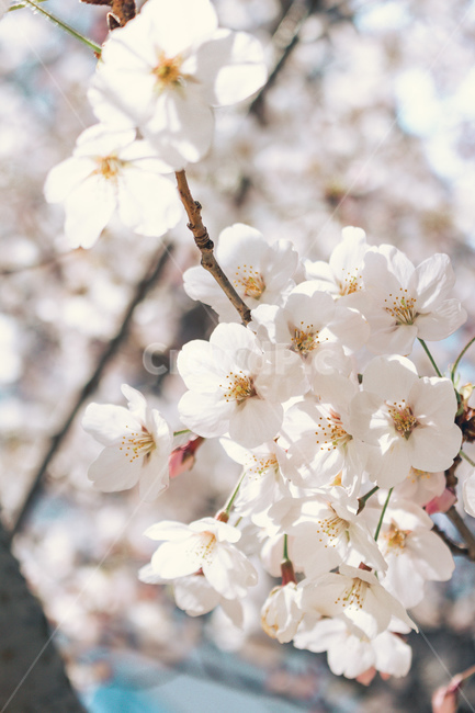 봄,벚꽃,꽃,감성사진,색감,하늘,flower,자연,nature,spring,cherryblossm,벚꽃나무,꽃나무,계절,분홍색꽃,봄꽃,사쿠라,배경화면,바탕화면,잠금화면,blossom,봄,계절,spring,season,plant,식물,flower,꽃,blossom