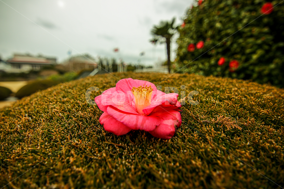 홍매화,벚꽃,식물,꽃,봄,식물,자연,plants,nature,꽃,flower