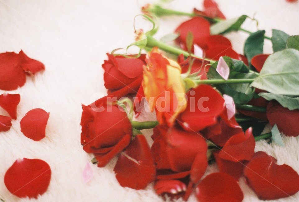 장미,빨간장미,장미꽃,필름사진,장미다발,꽃,flower,기념일,축하,anniversary,congratulation,celebrate,celebration,감성,sensible,feeling