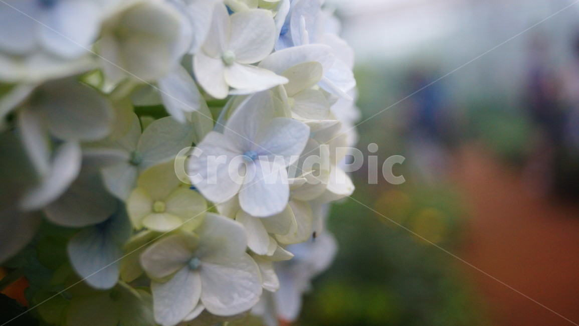 수국,여름,안개비,자연의휴식,휴양지,식물,자연,plants,nature,꽃,flower