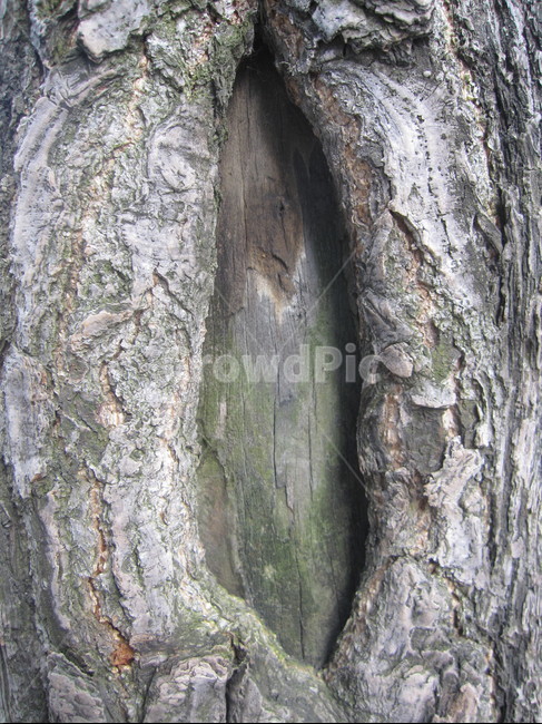 나무,나무껍질,나무표면,나무질감,나무재질,텍스쳐,질감,질감표현,tree,wood,texture,패턴,나무,trees,wood,텍스처,질감,패턴,texture,pattern