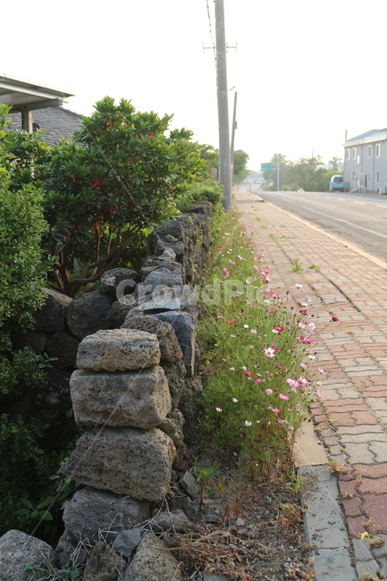 거리,골목,코스모스,전봇대,돌담,제주도,제주,감성사진,자연,풍경,nature,landscape,제주도,jeju,jeju island,flagstone,판석,slate,슬레이트,path,통로,walkway,보도