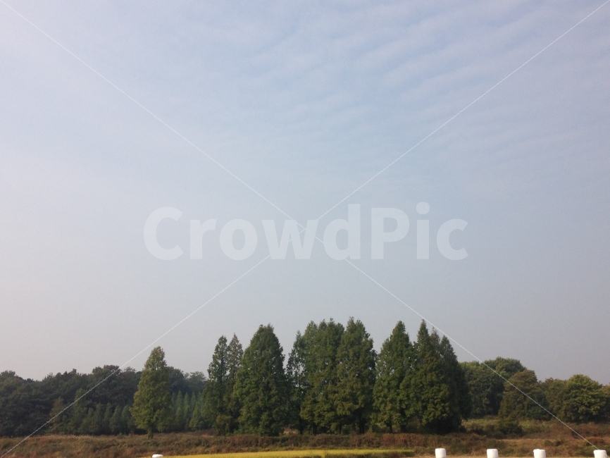 메타세콰이어,나무,시골,자연,힐링,자연,풍경,nature,landscape,시골,마을,country,rural,town,tree,plant,식물,fir,전나무,outdoors,옥외