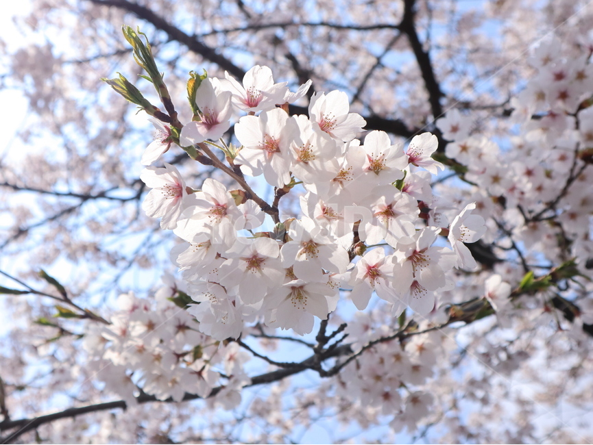 봄,꽃,벚꽃,나무,flower,하늘,spring,cherryblossom,tree
