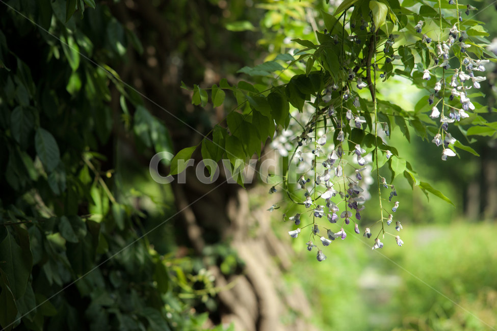 plant,식물,tree,나무,nature,flower,식물,자연,plants,nature,꽃,flower